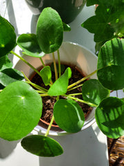 Pilea Pepermioides "Money Plant" - Plant Salon