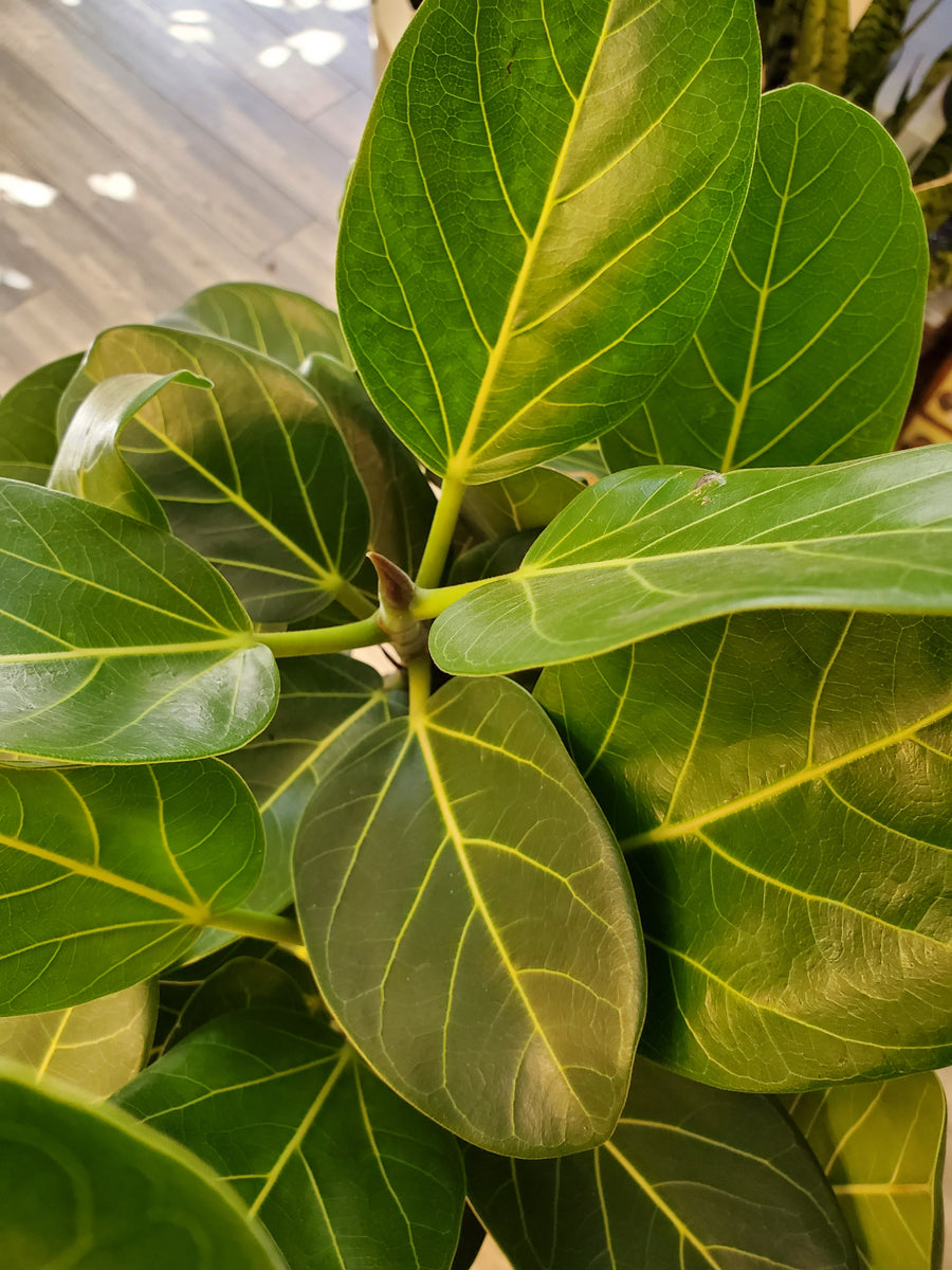Ficus Audrey - Plant Salon