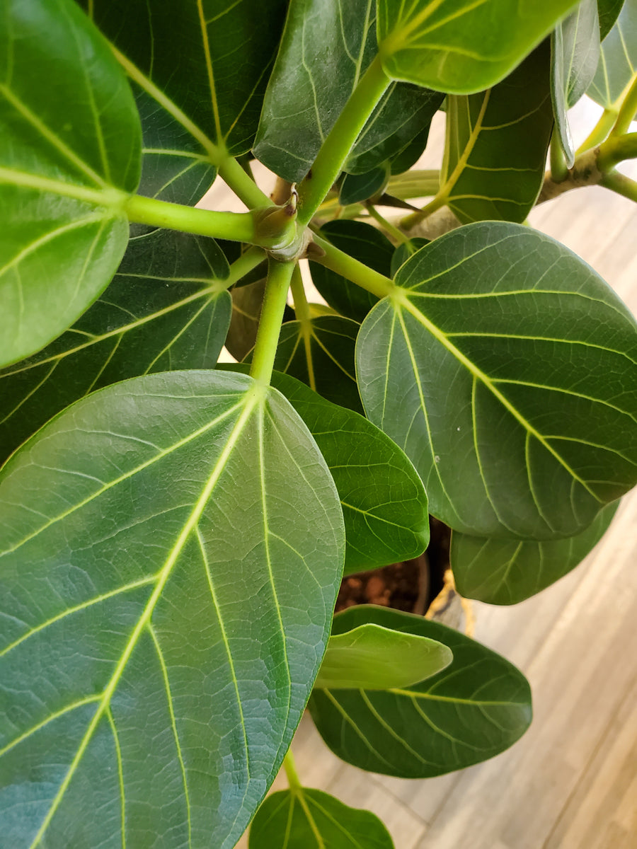 Ficus Audrey - Plant Salon