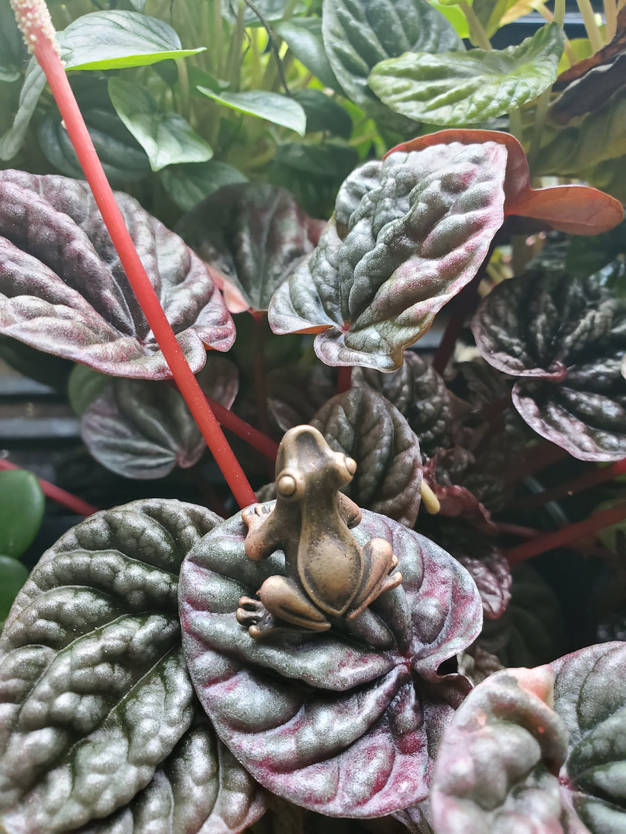 Plant Salon - Brass Frog