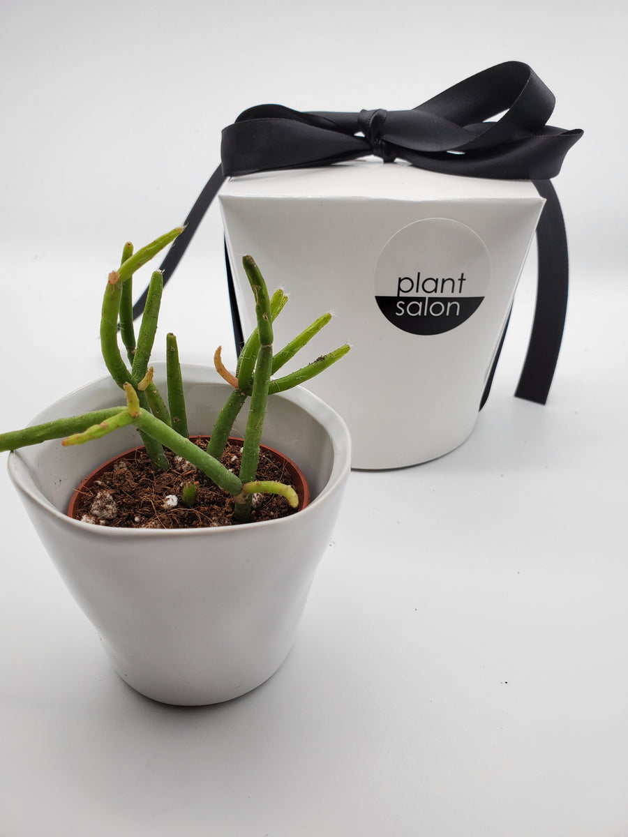 Plant Salon - Small Group Gift