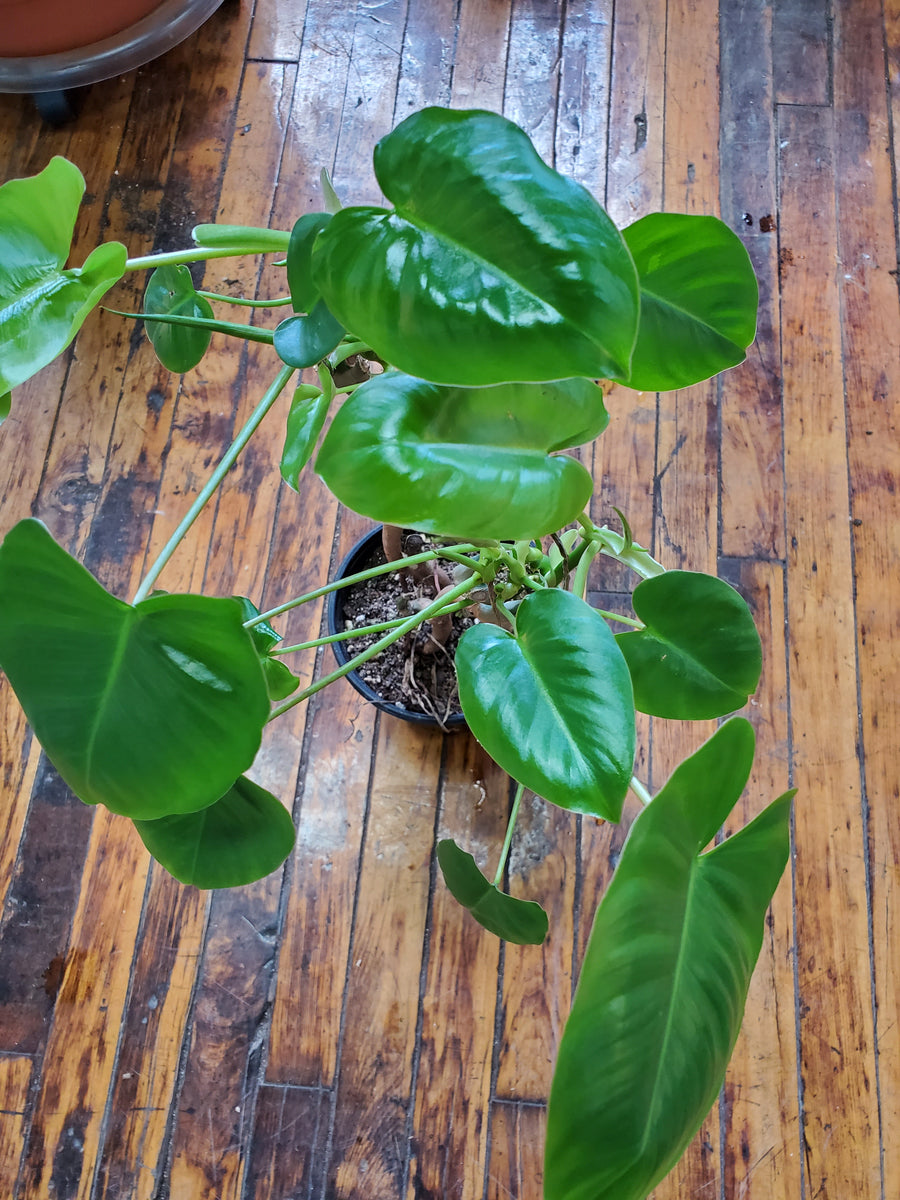 Philodendron Burle Marx - Plant Salon