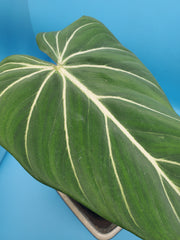 Plant Salon - Philodendron Gloriosum