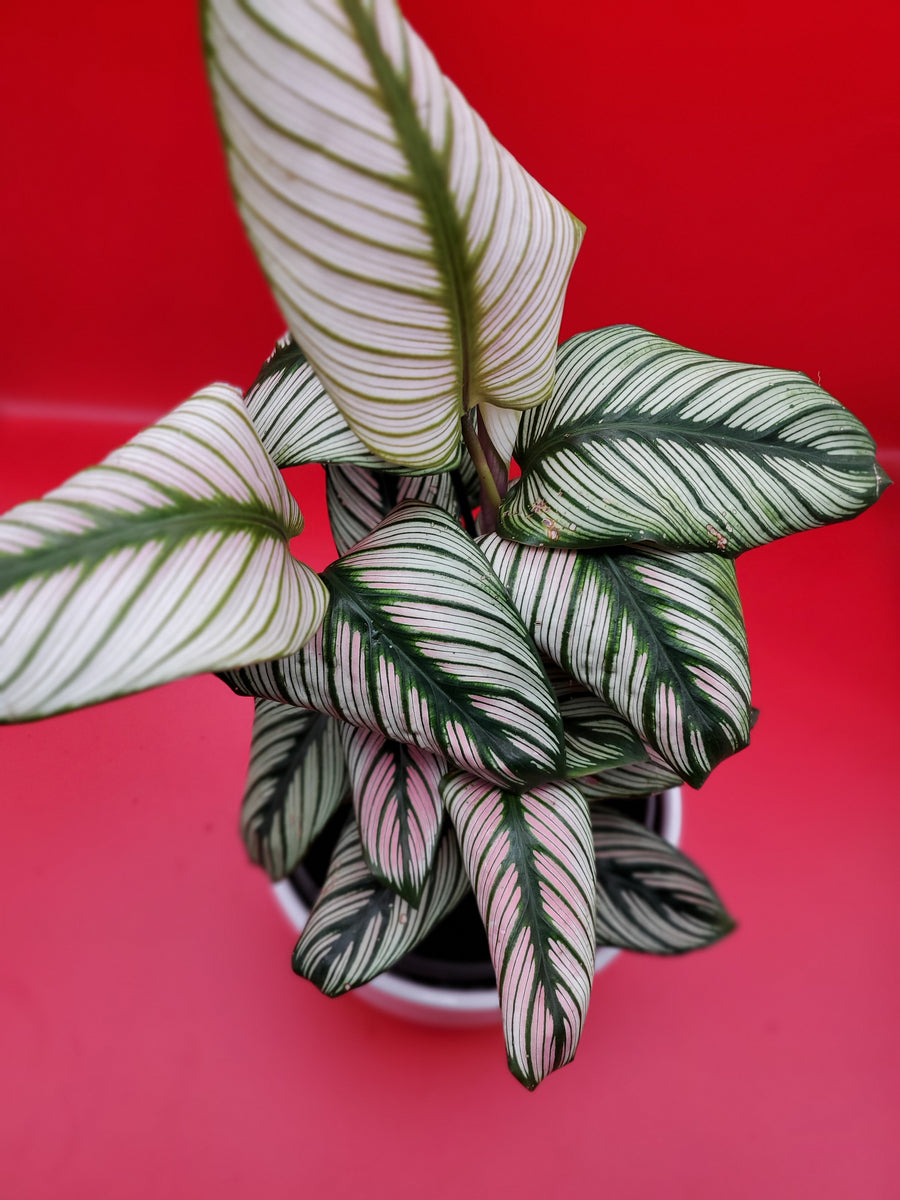 Plant Salon - Calathea White Star