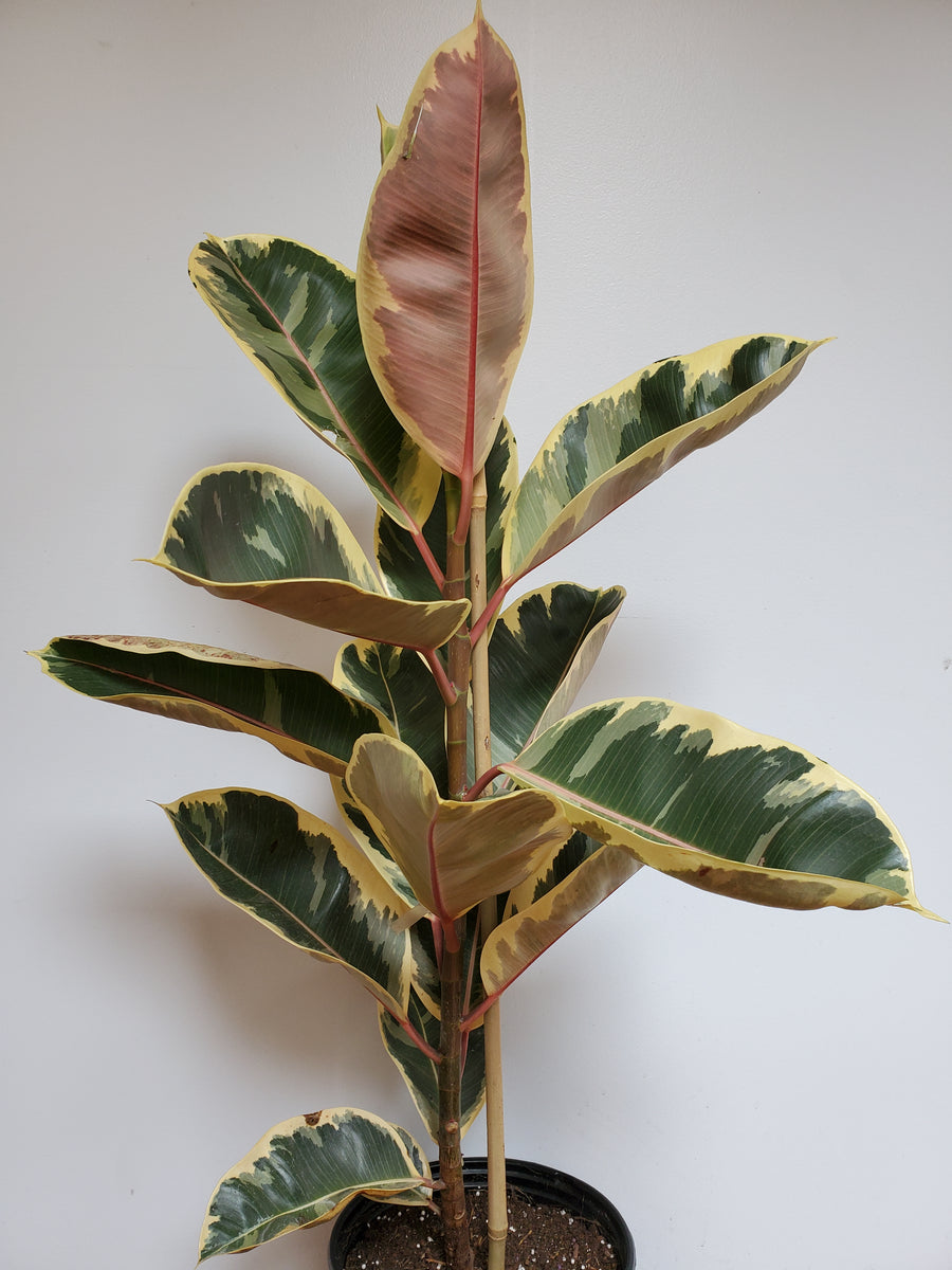 Ficus Tineke - Plant Salon