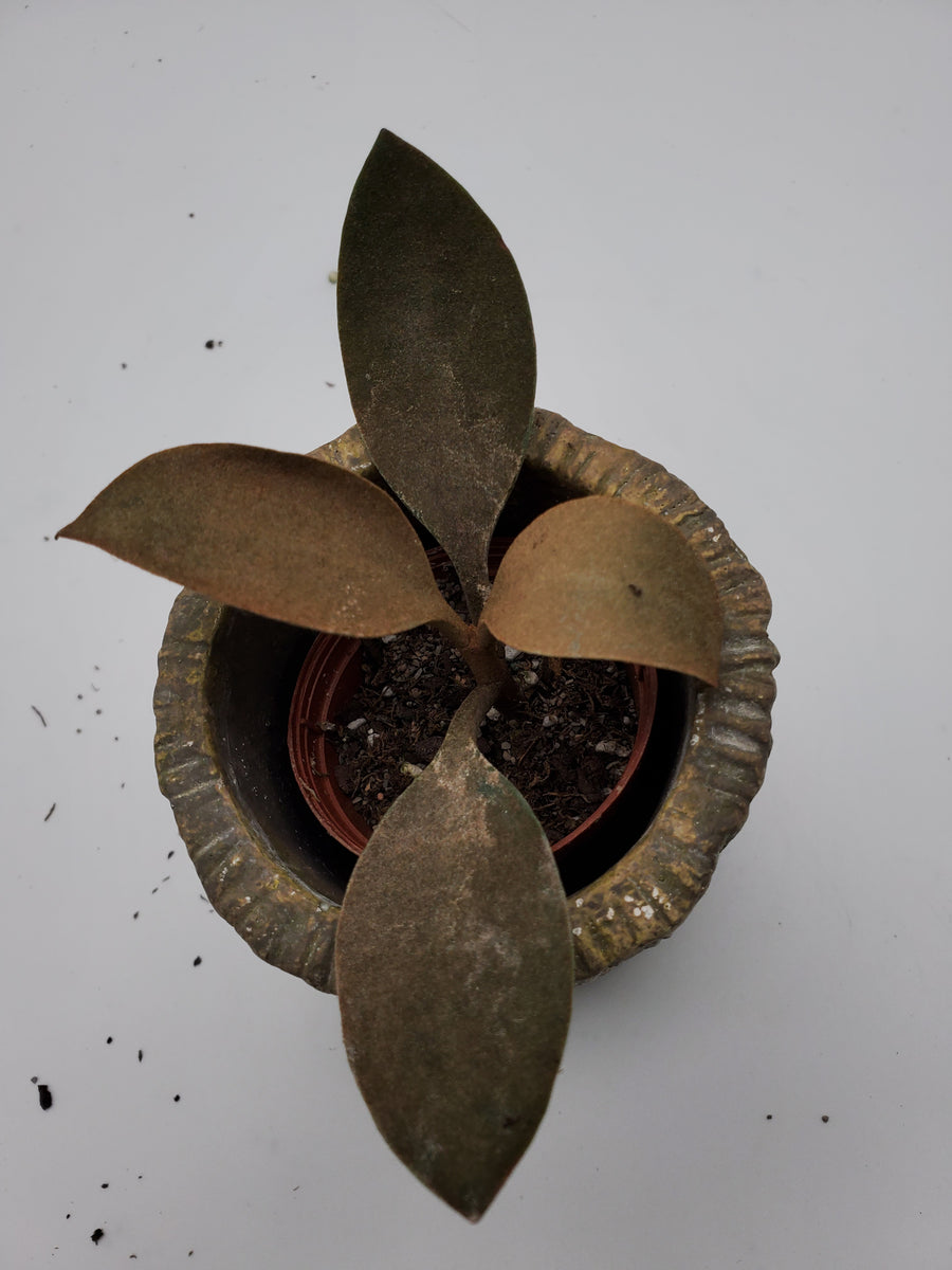 Kalanchoe Orgyalis Copper Spoons