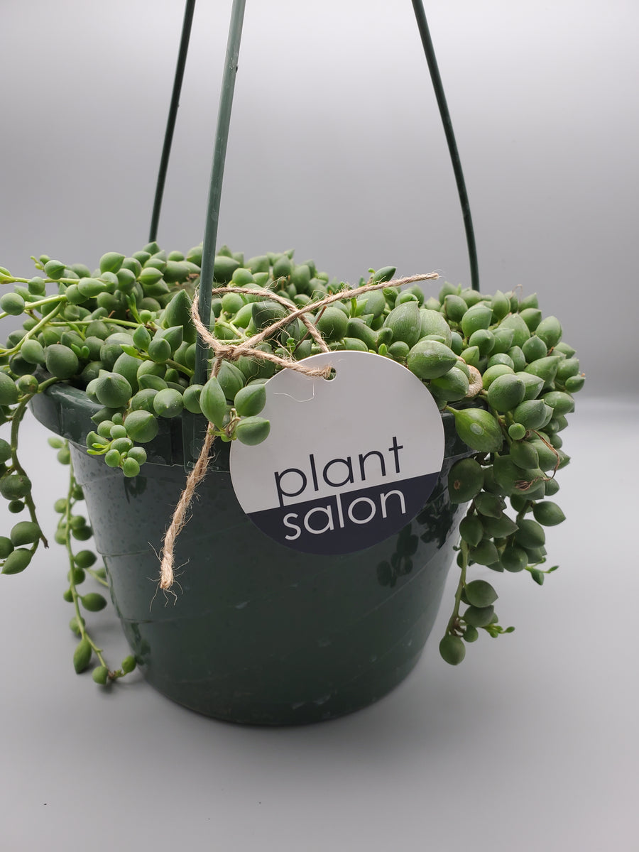 String of Pearls - Plant Salon