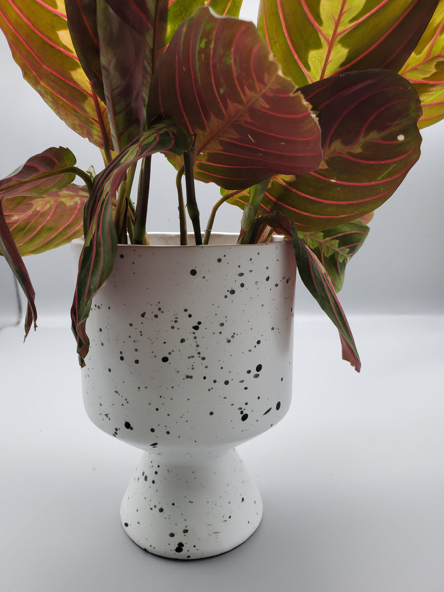 Plant Salon De Vil Pot White