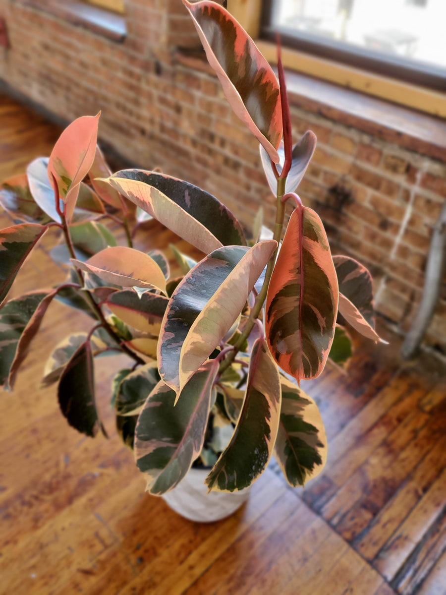 Ficus Elastica Rubber Tree - Ruby - Plant Salon