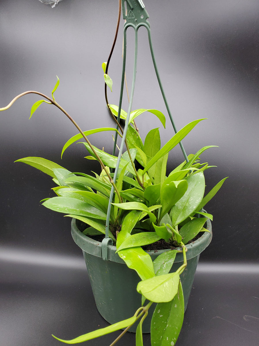 Plant Salon - Hoya Pubicalyx Splash