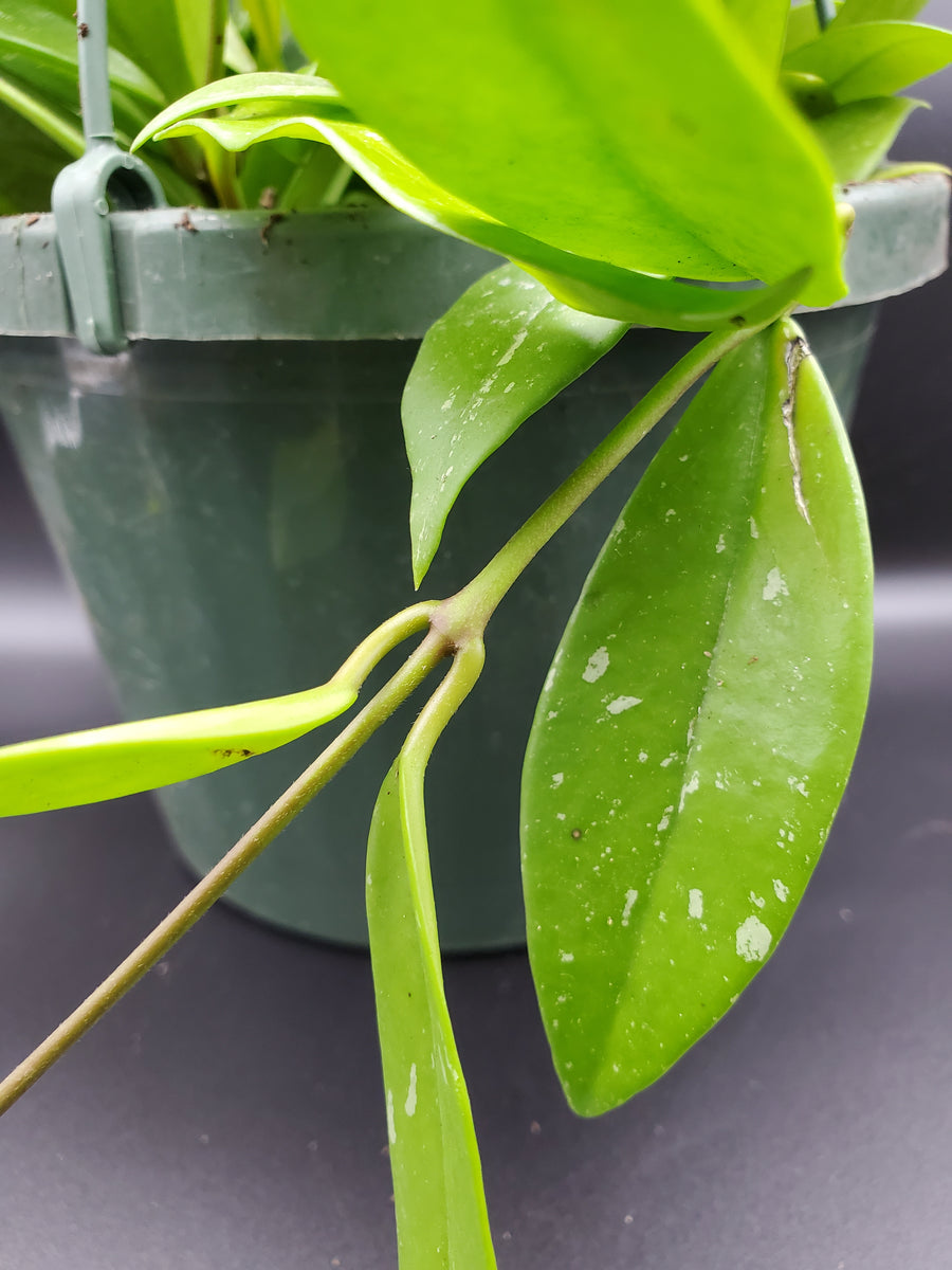 Plant Salon - Hoya Pubicalyx Splash