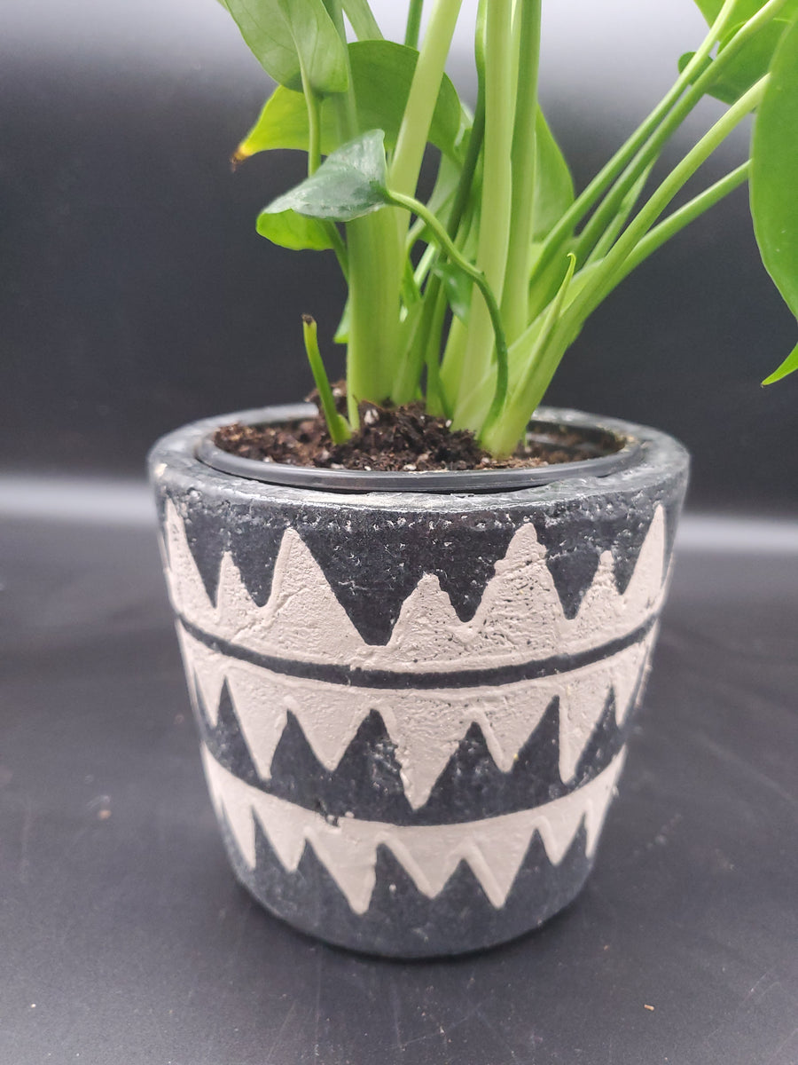 Plant Salon Lazzaro Pot