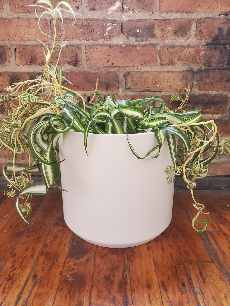Plant Salon - Kendall Pot