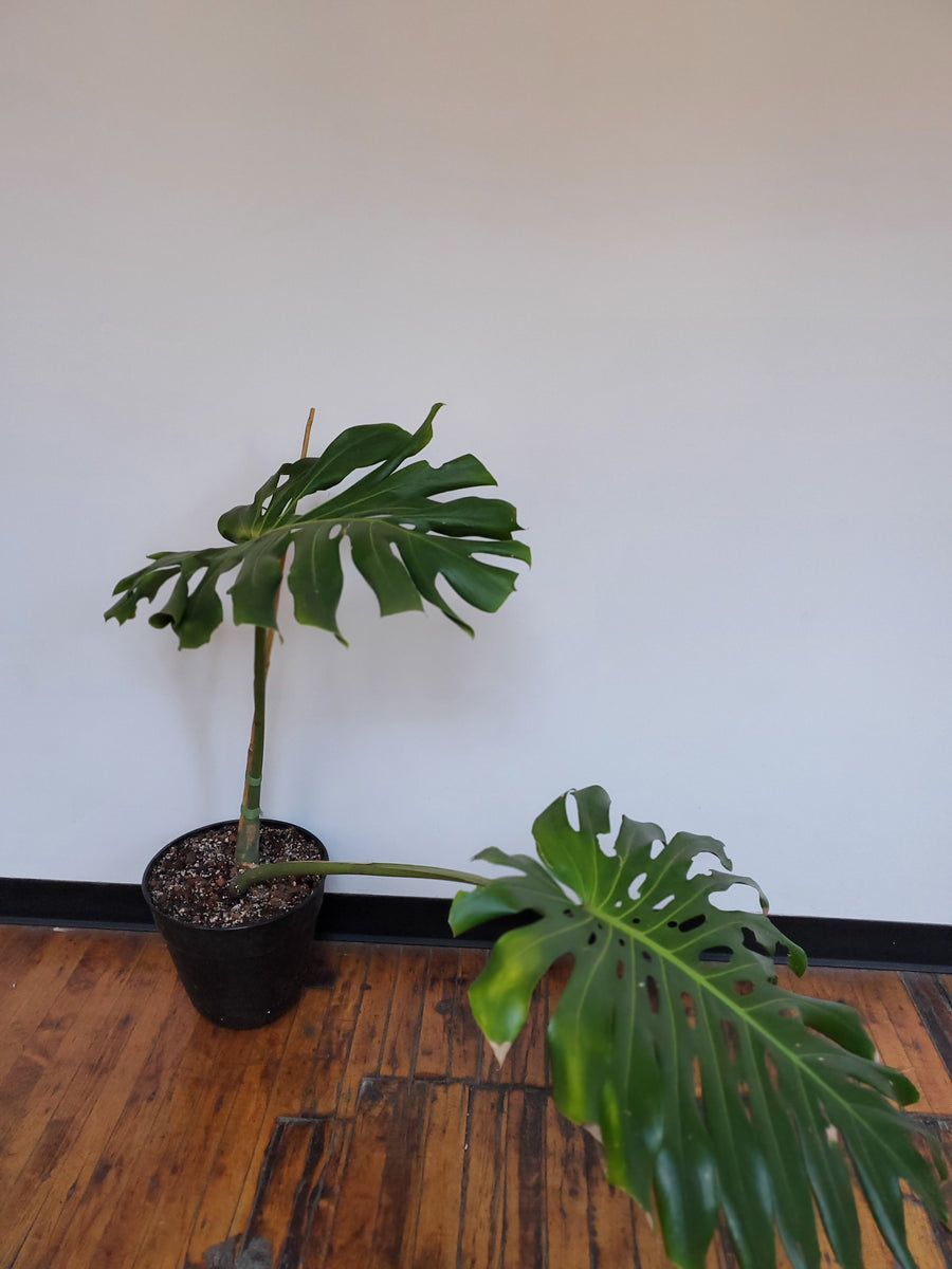 Large Form Monstera | Plant Salon