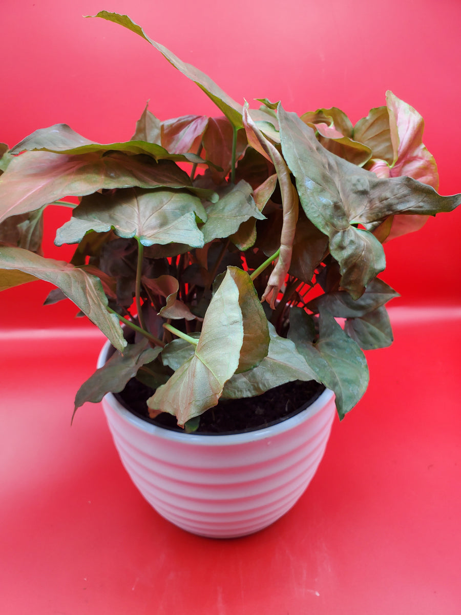 Plant Salon - Syngonium 'Plum Allusion'