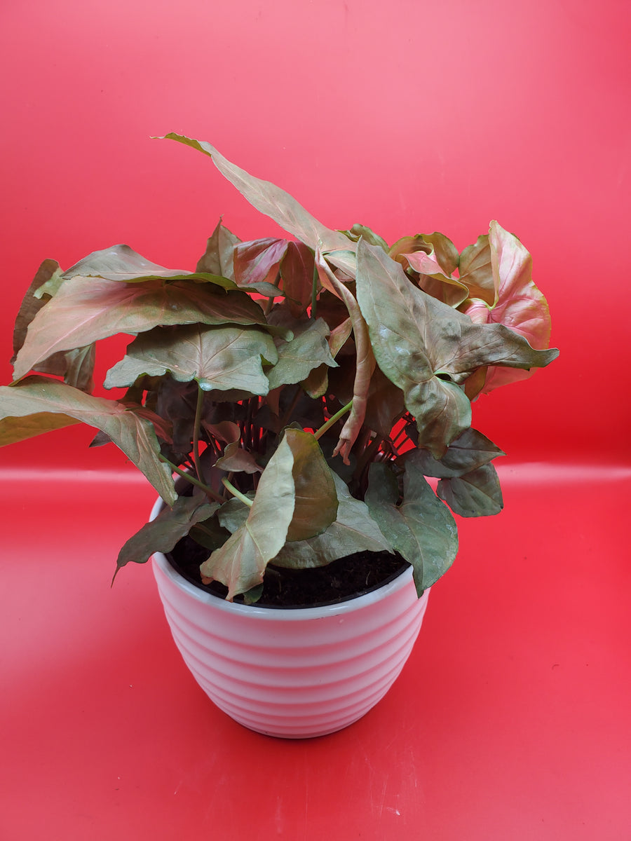 Plant Salon - Syngonium 'Plum Allusion'