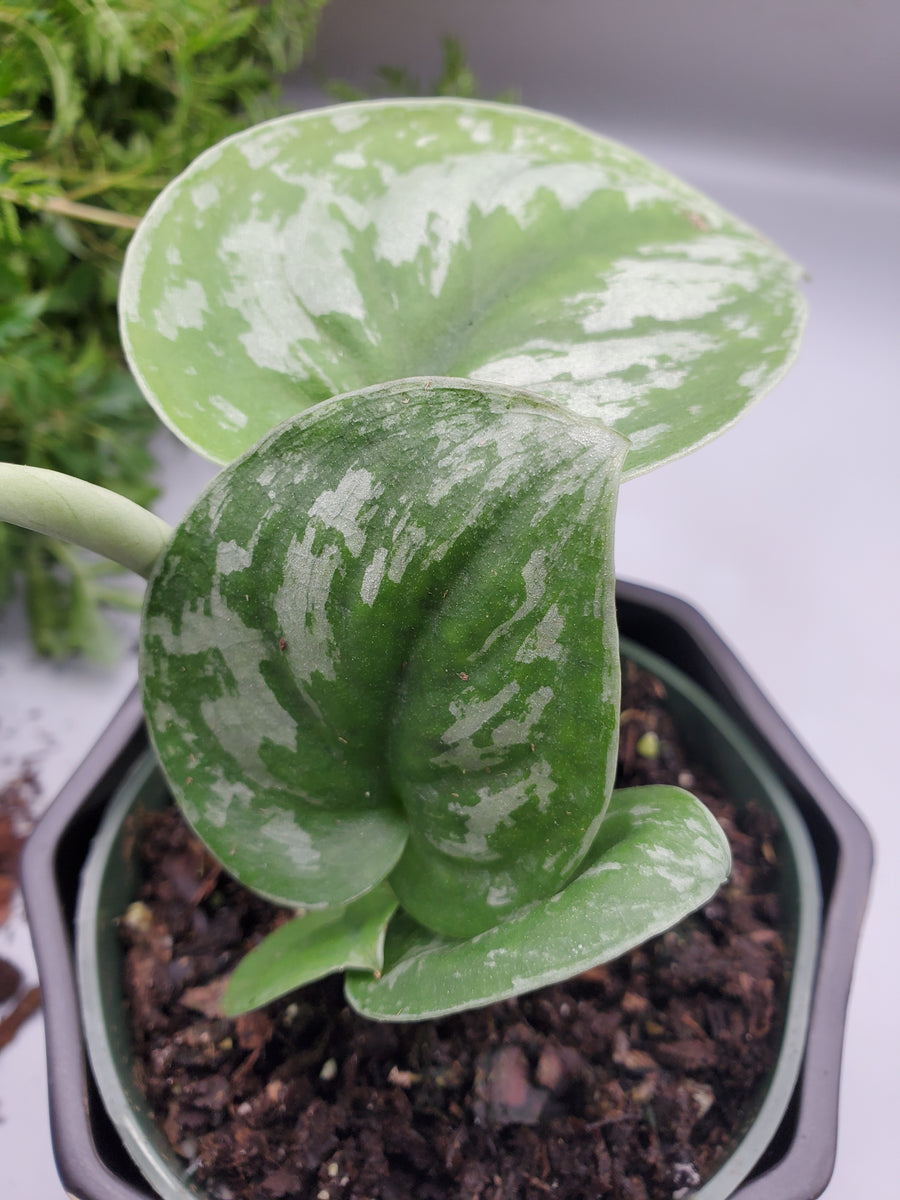 Scindapsus Pictus Exotica - Plant Salon