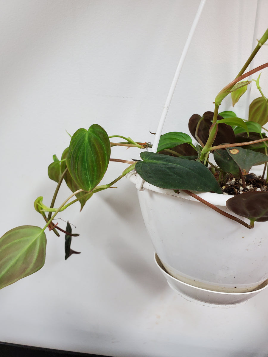 Philodendron Micans - Plant Salon