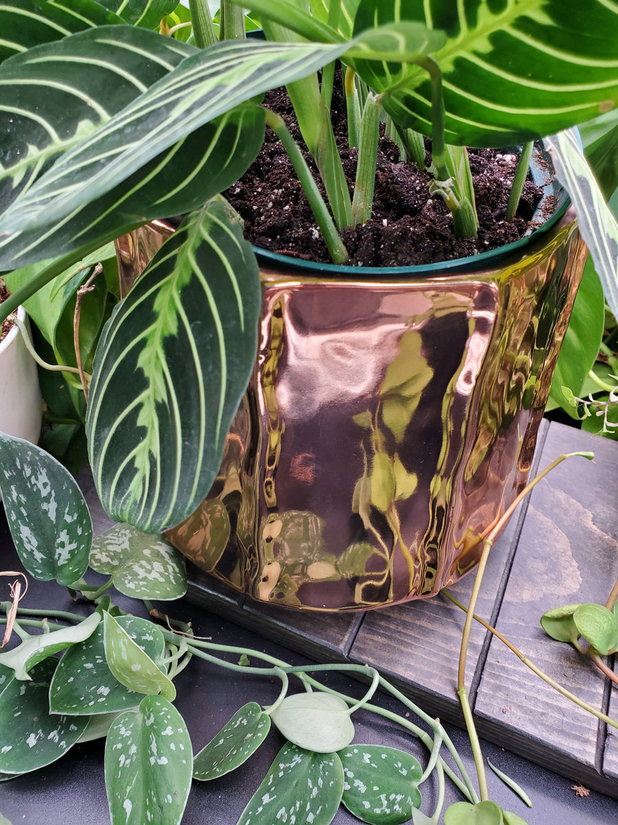 Plant Salon - Moet Pot