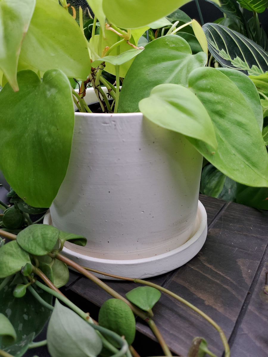 Plant Salon - Easton Pot