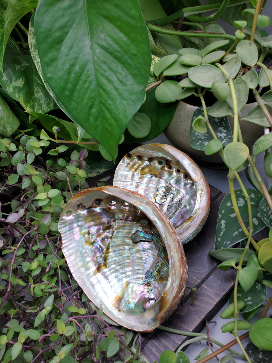 Plant Salon Abalone Shell