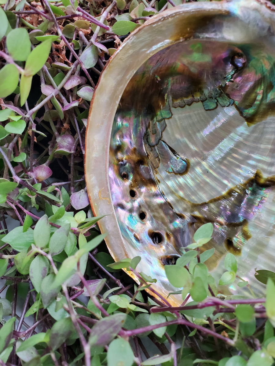 Plant Salon Abalone Shell