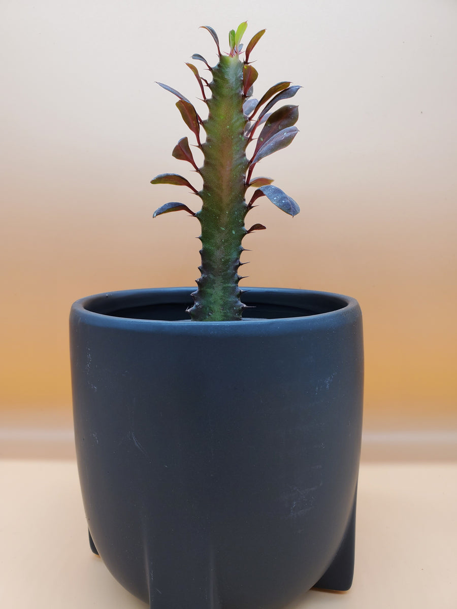 Euphorbia Red Trigona, 
