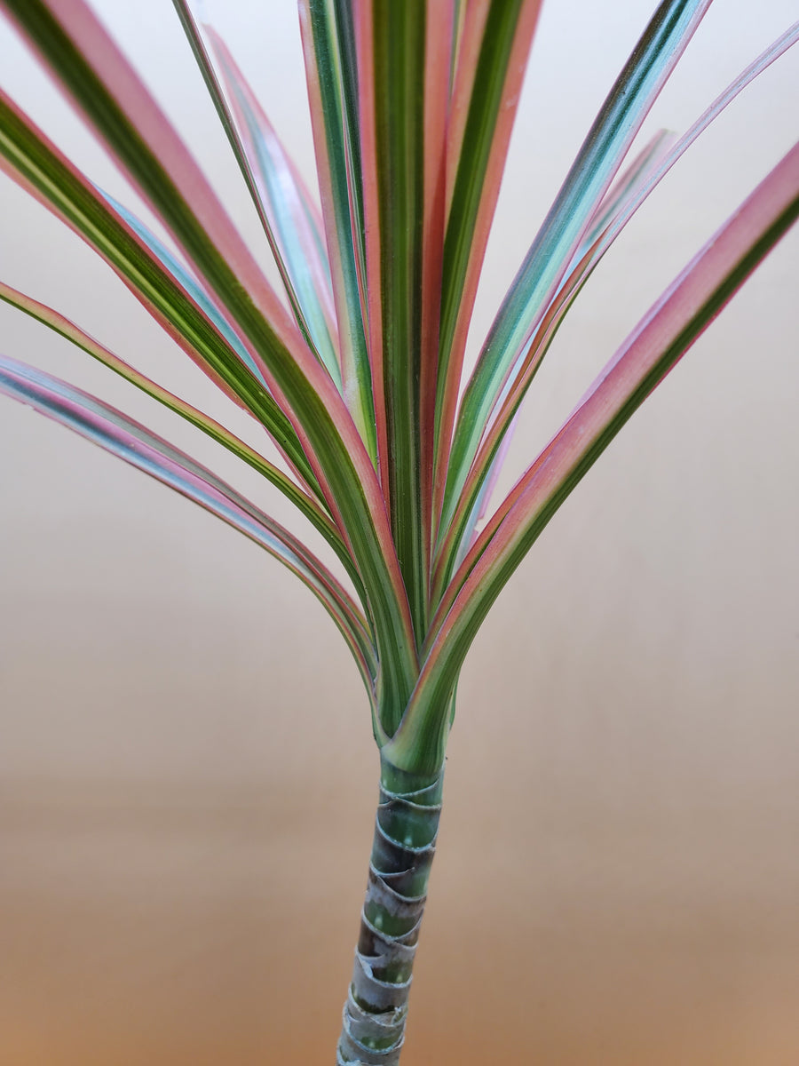 Plant Salon - Dracaena Marginata, Tri-color