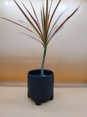 Plant Salon - Dracaena Marginata, Tri-color