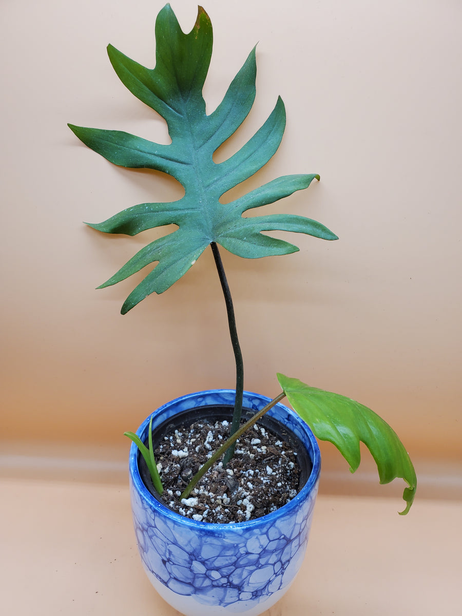 Plant Salon - Philodendron Mayoi