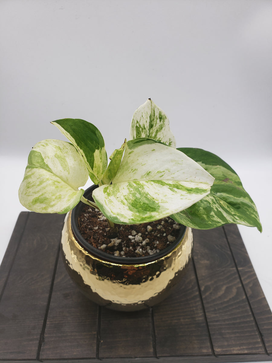Plant Salon - Manjula Pothos