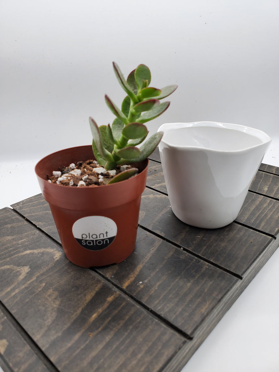 Wooden planter table top Gift | Wild Roots