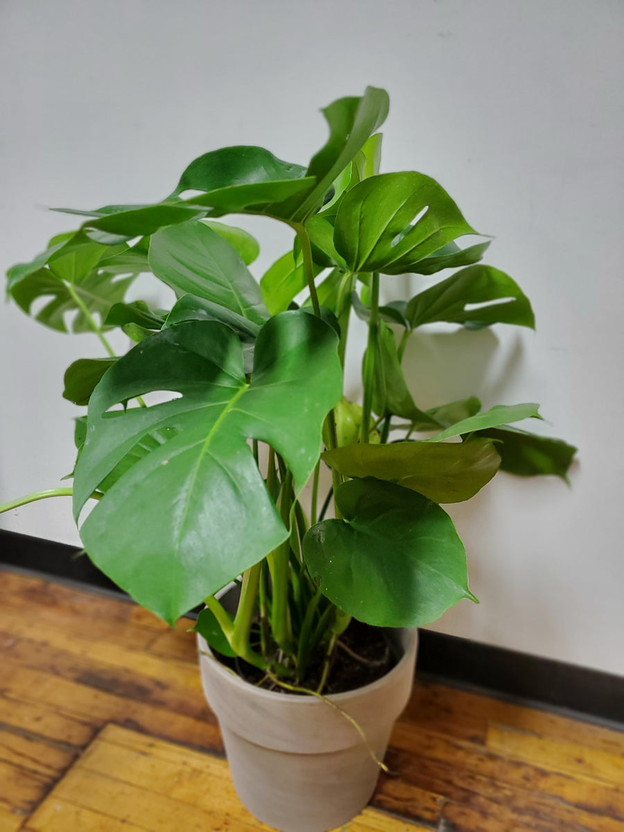 Monstera Deliciosa - Green/Standard - Plant Salon