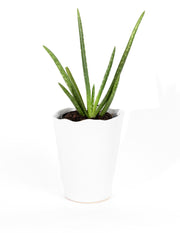 Aloe Vera - Plant Salon