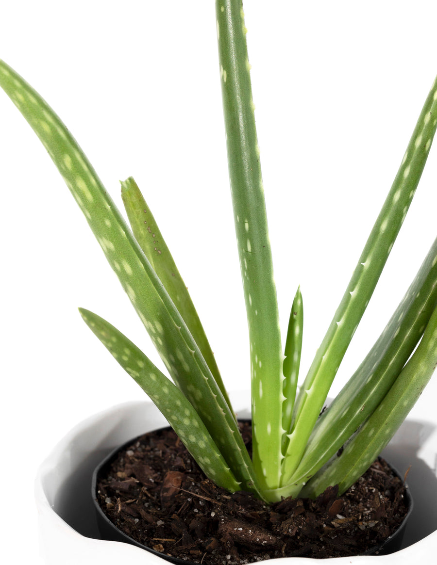 Aloe Vera - Plant Salon
