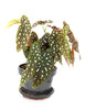 Wightii Begonia Maculata Plant Salon.