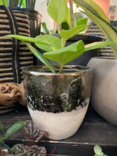 Plant Salon - Muriel Pot