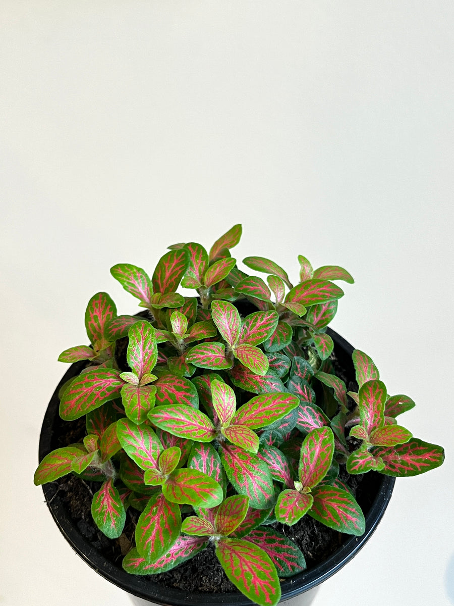 Potted plant with small green leaves with bright pink veins