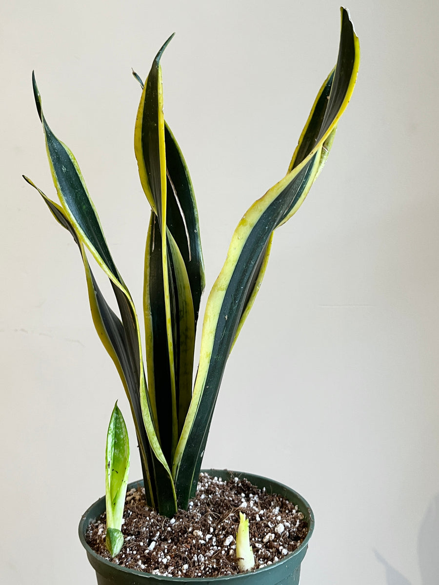 Tall snake plant with pointed dark green leaves and yellow outline