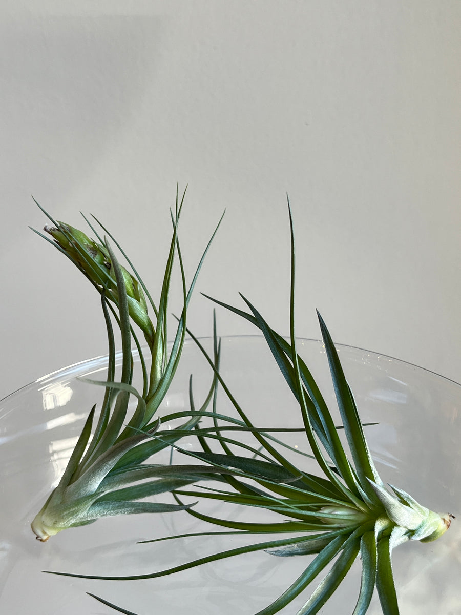 Two cool toned green air plants with long leaves and blooms sitting in glass bowl