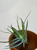 Cool toned green tillsandia air plant with long leaves sitting in wood bowl