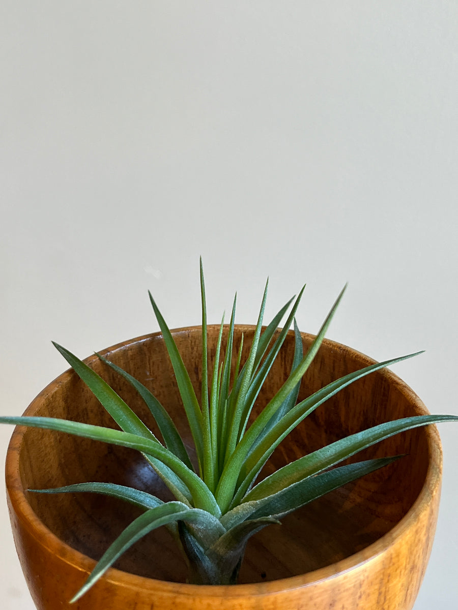 Small cool toned green tillsandia air plant sitting in wood bowl