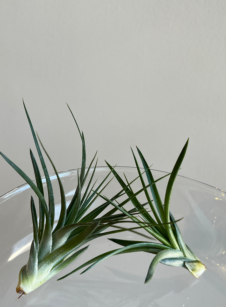 Two small cool toned green tillsandia air plants sitting on glass bowl