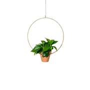 Plant Salon 10" Hanging Circle Planter Brass
