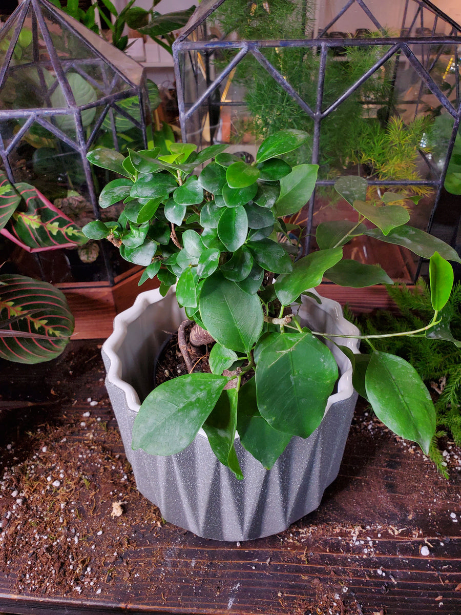 Ficus Bonsai Ginseng