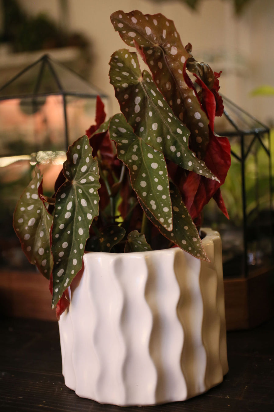 Wightii Begonia Maculata Plant Salon.