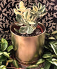 Plant Salon - Variegated Jade