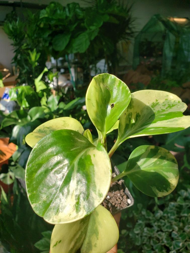 Peperomia Obtusfolia Variegata Plant Salon.