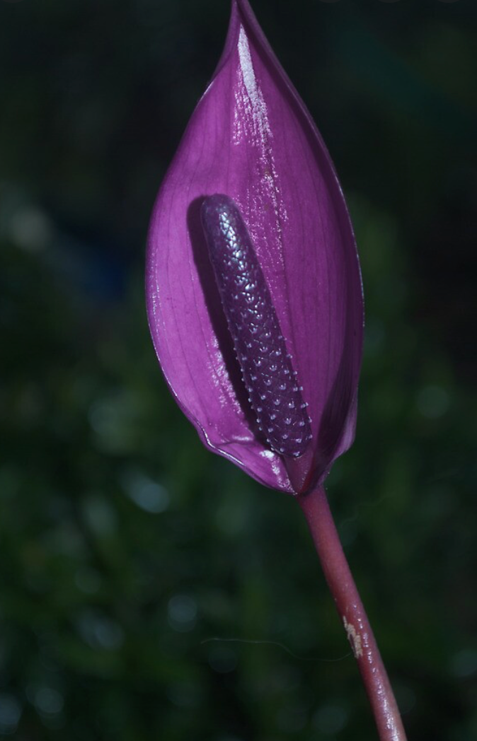 Anthurium Baby Purple