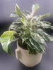 Plant Salon - Calathea White Fusion